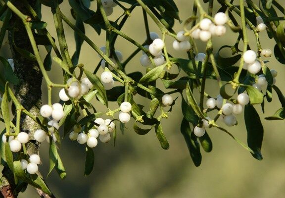 mistletoe-berries-16395_1920